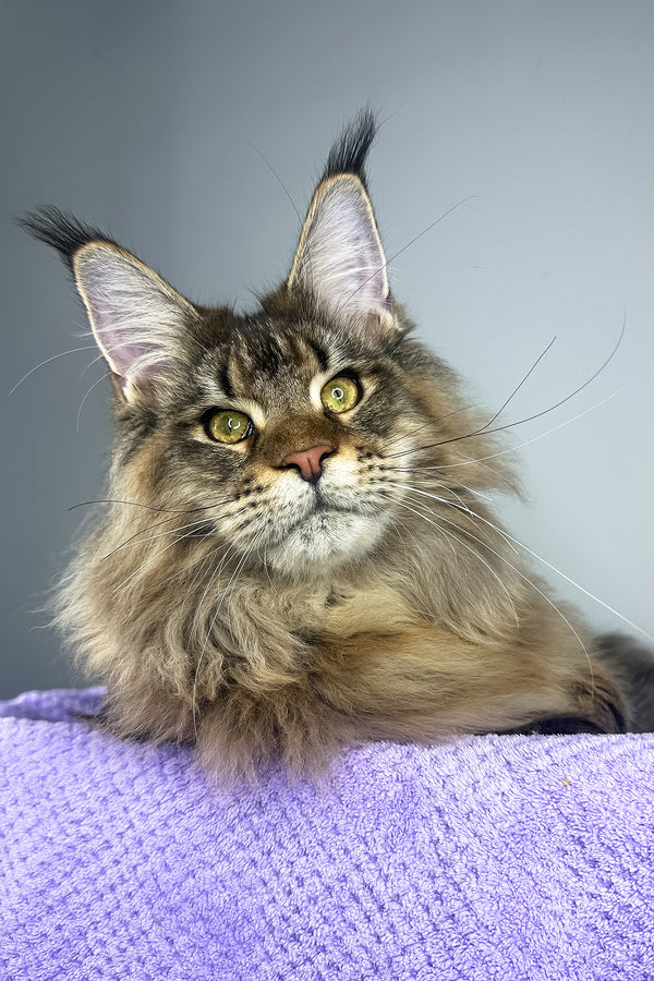 Honey Tiger | Maine Coon Kitten