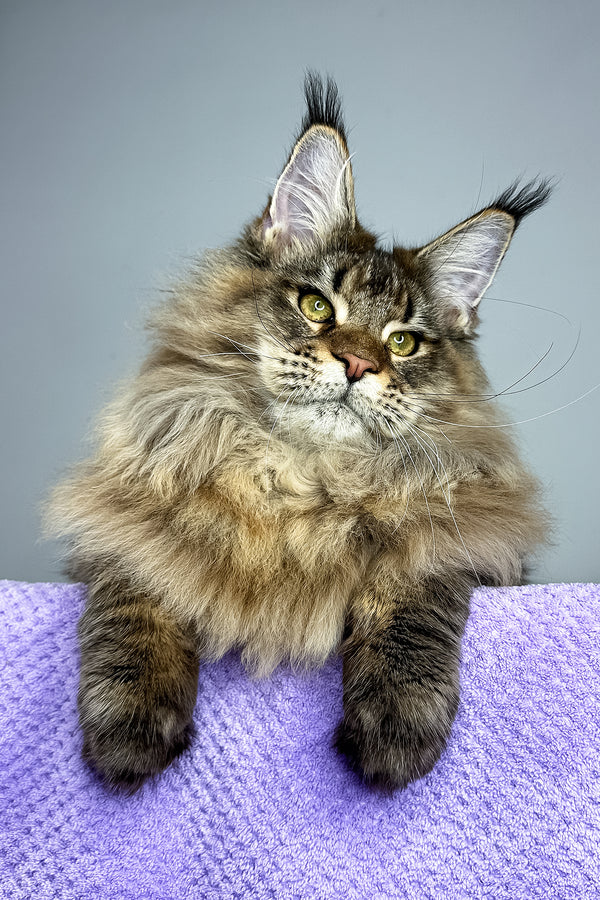 Honey Tiger | Maine Coon Kitten