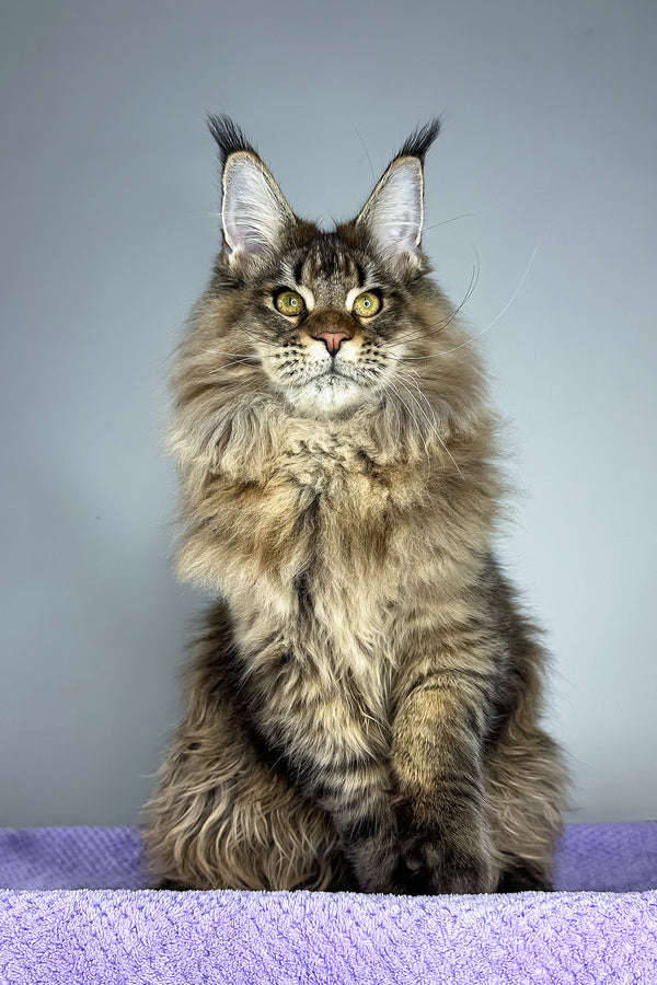 Honey Tiger | Maine Coon Kitten