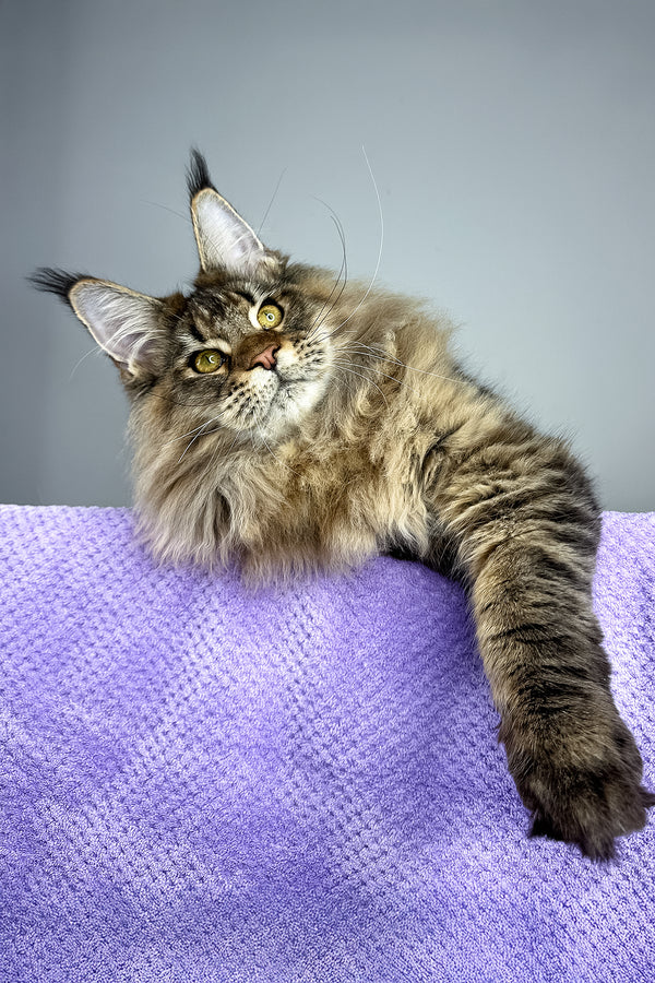 Honey Tiger | Maine Coon Kitten