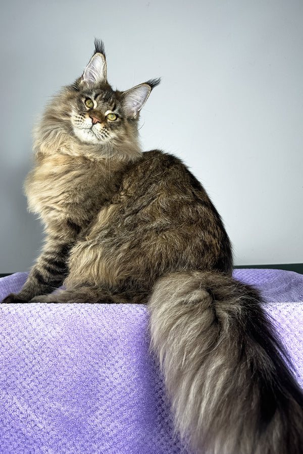 Honey Tiger | Maine Coon Kitten