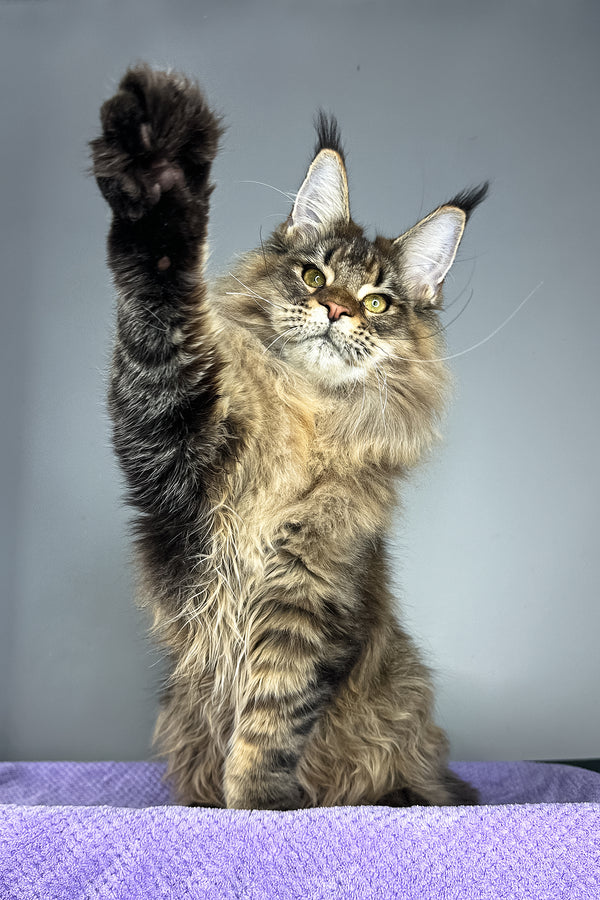 Honey Tiger | Maine Coon Kitten