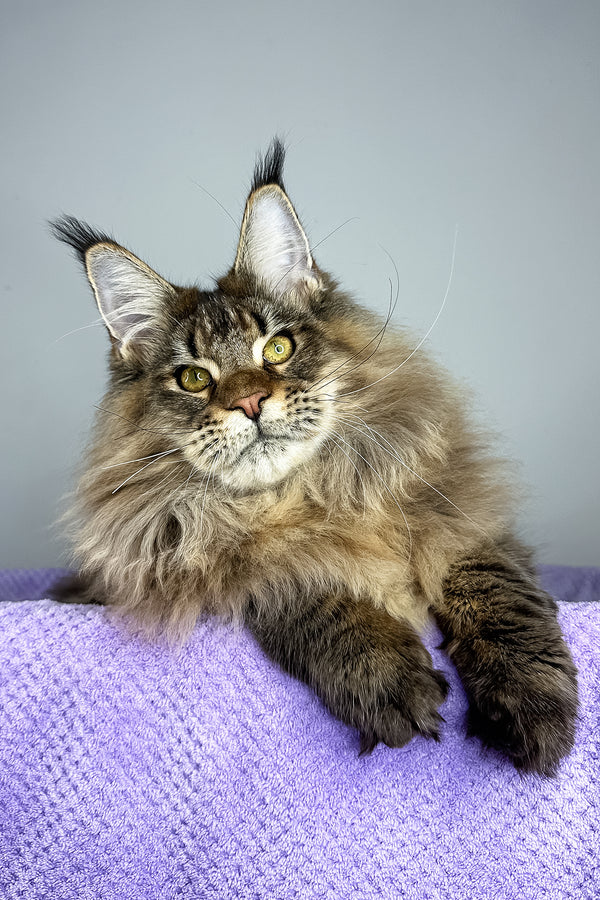 Honey Tiger | Maine Coon Kitten