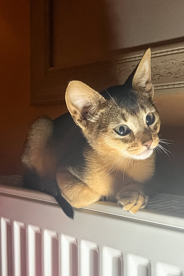 Hound | Abyssinian Kitten