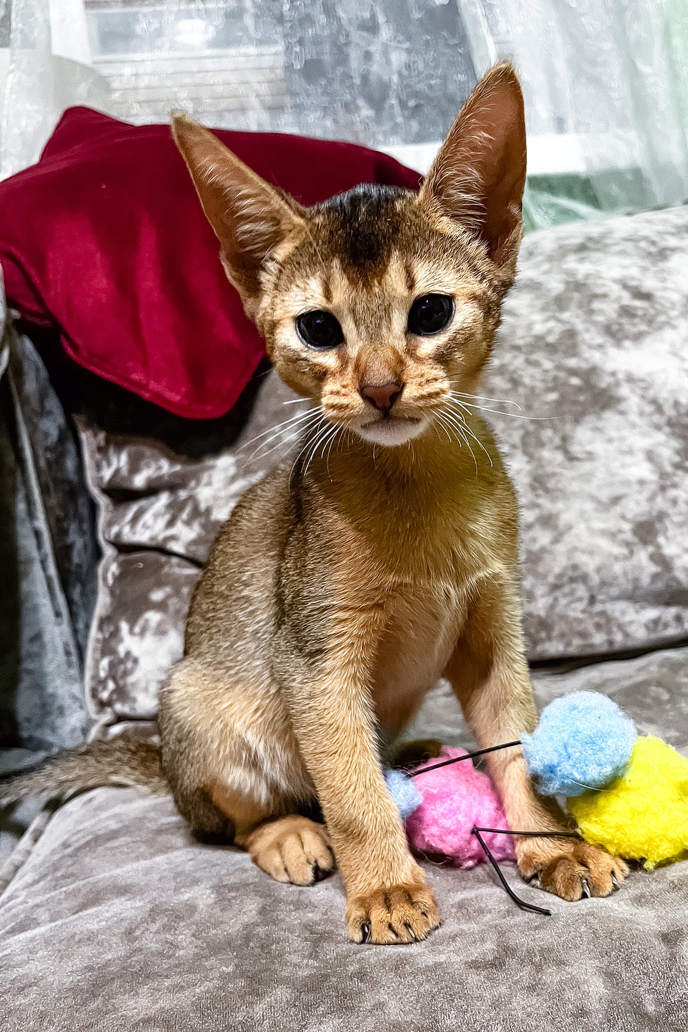 Hound Abyssinian Kitten with Stunning Ruddy Coat