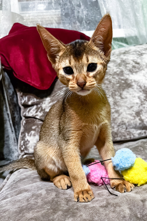 Hound | Abyssinian Kitten