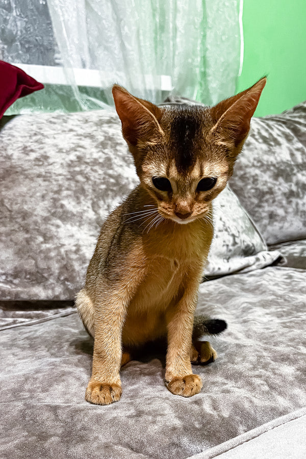 Hound | Abyssinian Kitten