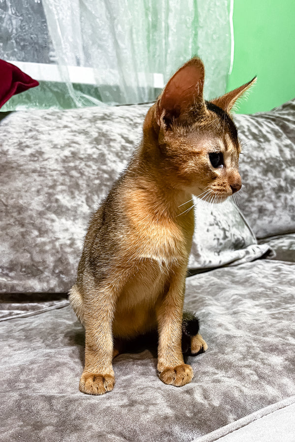 Hound | Abyssinian Kitten