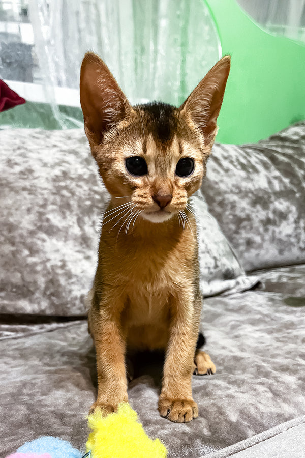 Hound | Abyssinian Kitten