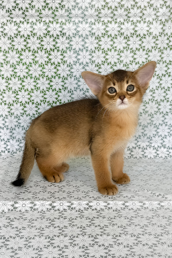Henrietta | Abyssinian Kitten