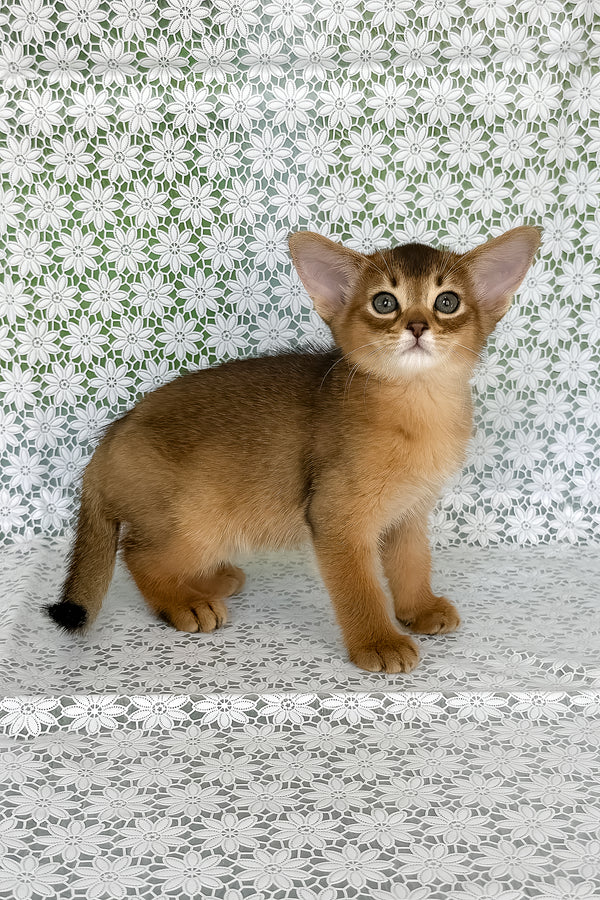 Henrietta | Abyssinian Kitten