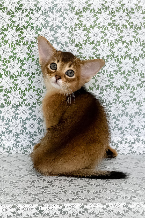 Henrietta | Abyssinian Kitten