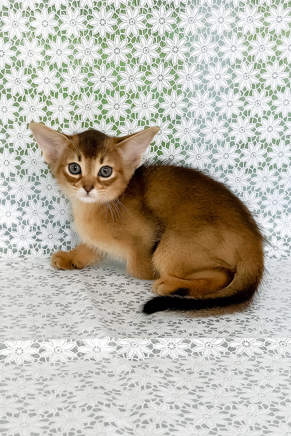 Henrietta | Abyssinian Kitten