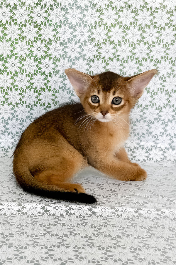 Henrietta | Abyssinian Kitten