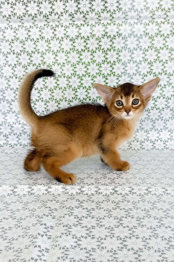 Henrietta | Abyssinian Kitten