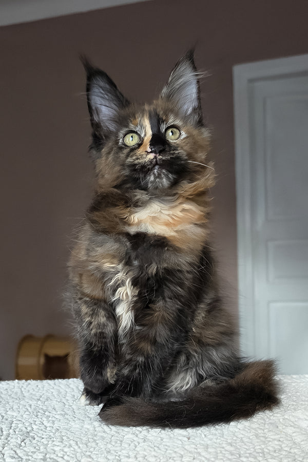 Huckleberry | Maine Coon Kitten