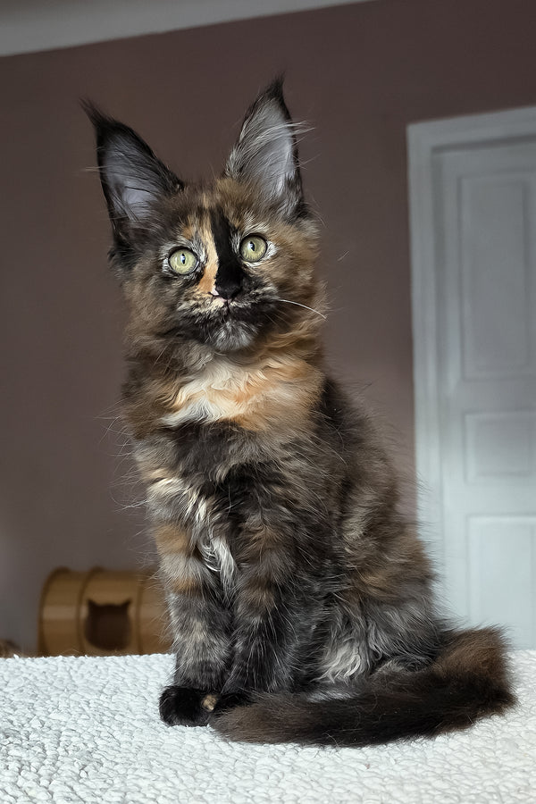 Huckleberry | Maine Coon Kitten