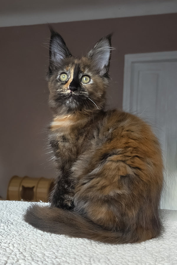 Huckleberry | Maine Coon Kitten