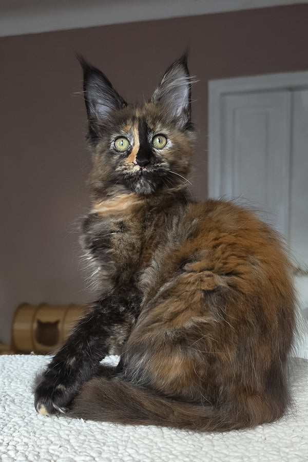 Huckleberry | Maine Coon Kitten
