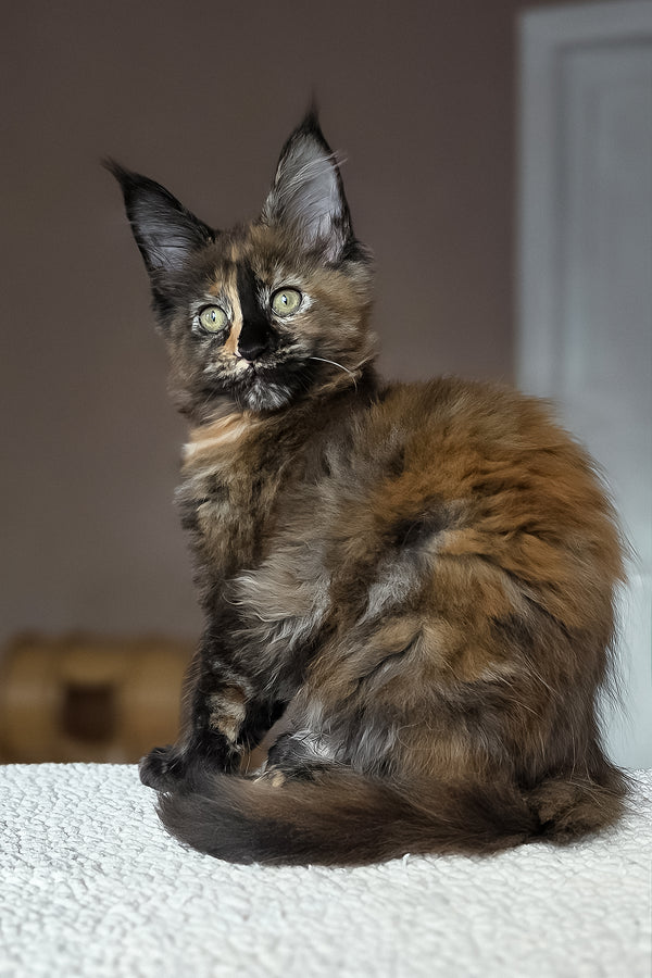 Huckleberry | Maine Coon Kitten