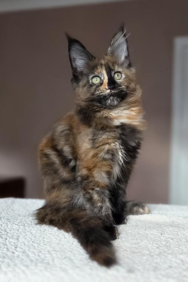 Huckleberry | Maine Coon Kitten