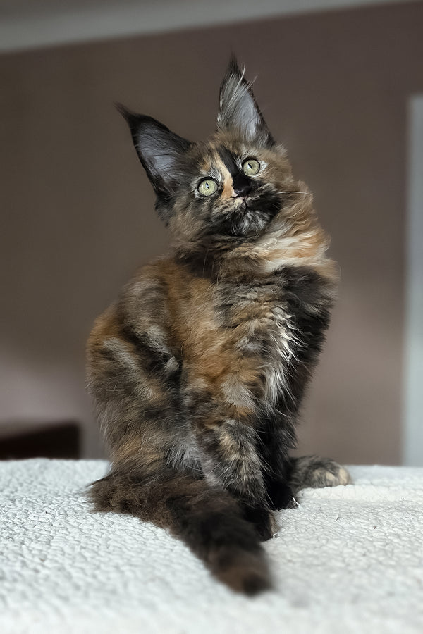 Huckleberry | Maine Coon Kitten