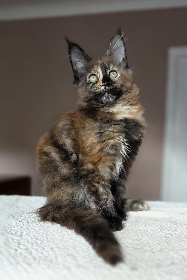 Huckleberry | Maine Coon Kitten