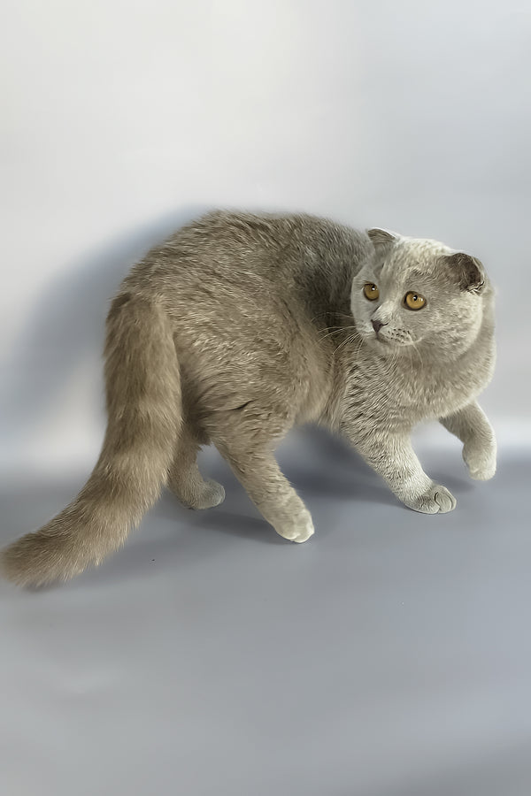 Hugo | Scottish Fold Kitten