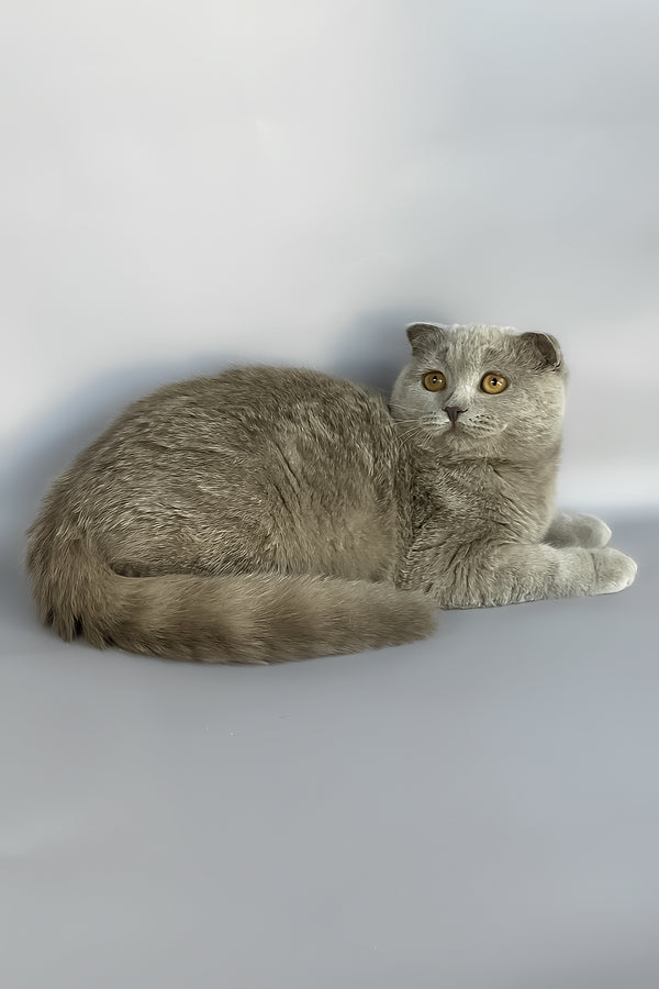 Hugo | Scottish Fold Kitten