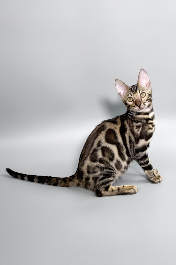 Hugo | Bengal Kitten