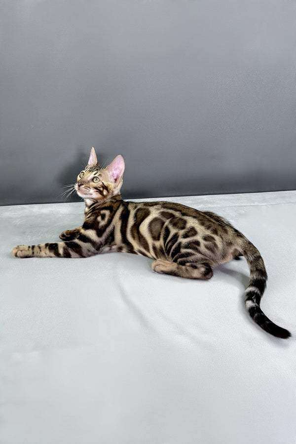 Hugo | Bengal Kitten