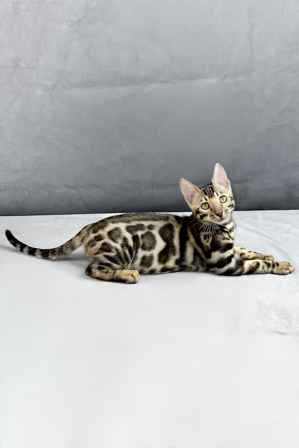Hugo | Bengal Kitten