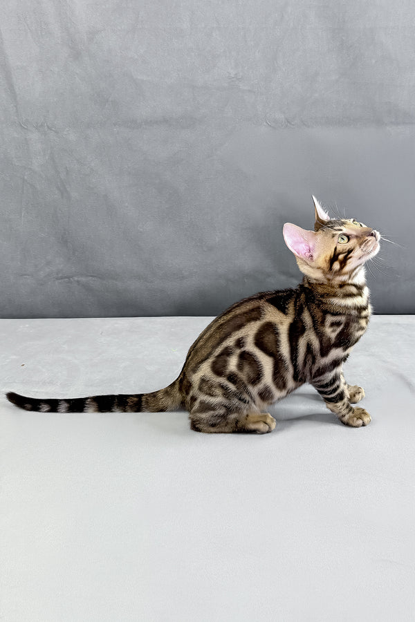 Hugo | Bengal Kitten