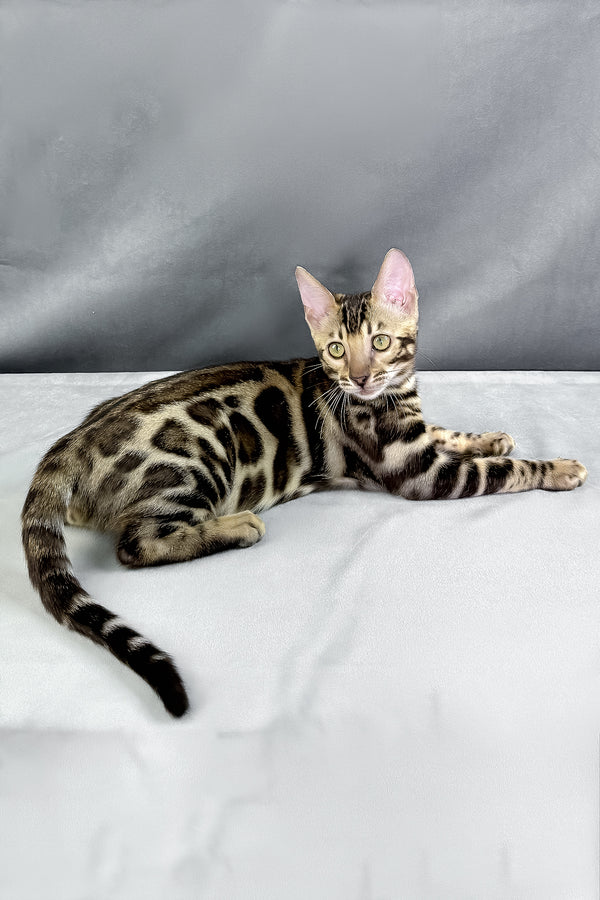 Hugo | Bengal Kitten
