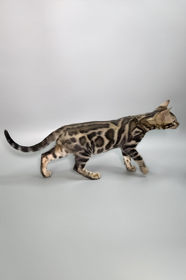 Hugo | Bengal Kitten