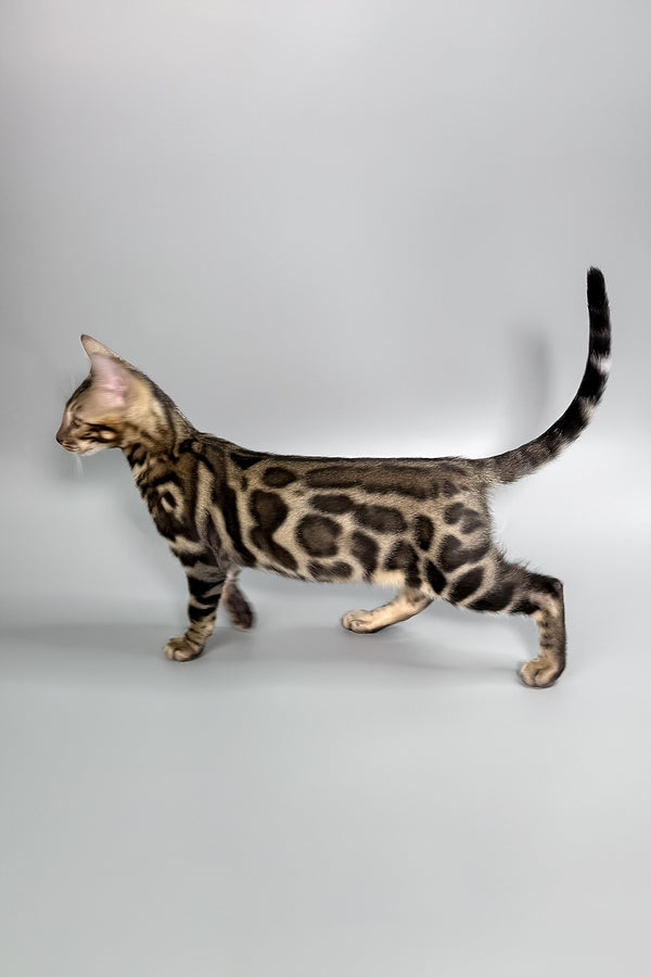 Hugo | Bengal Kitten