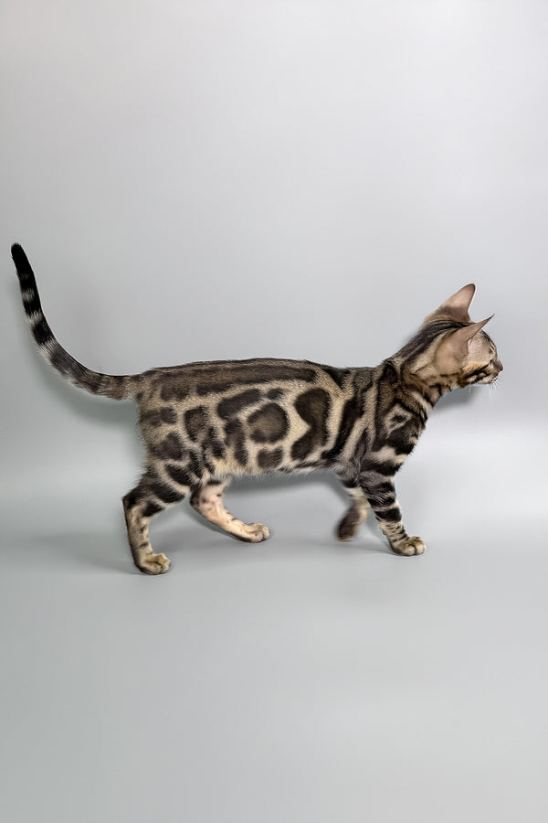Hugo | Bengal Kitten