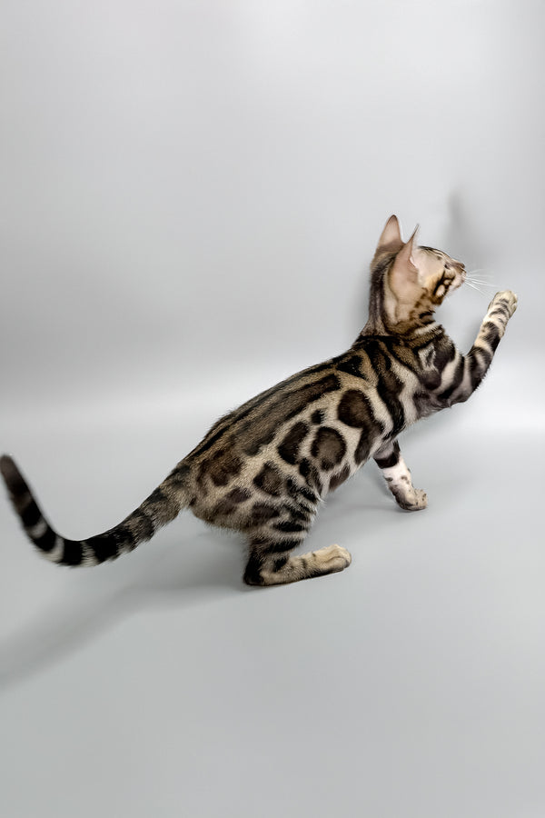 Hugo | Bengal Kitten