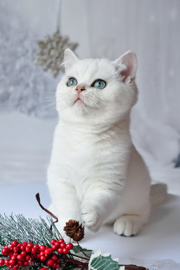 Hugo | British Shorthair Kitten
