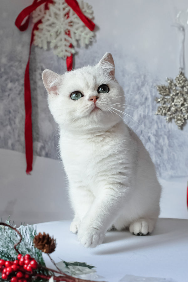 Hugo | British Shorthair Kitten