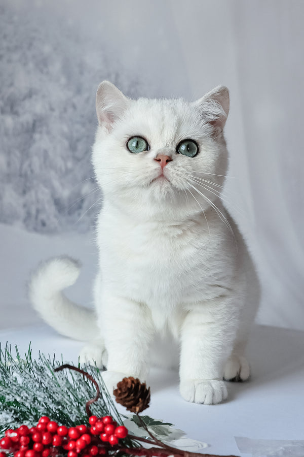 Hugo | British Shorthair Kitten