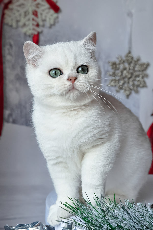 Hugo | British Shorthair Kitten