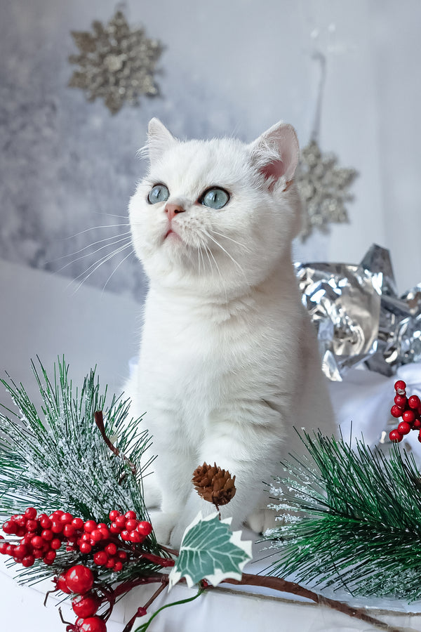 Hugo | British Shorthair Kitten