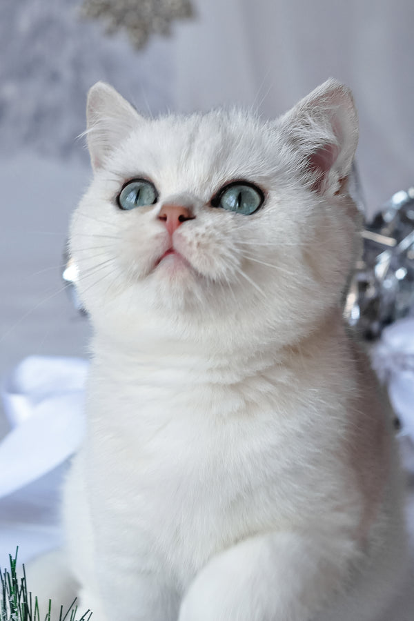 Hugo | British Shorthair Kitten