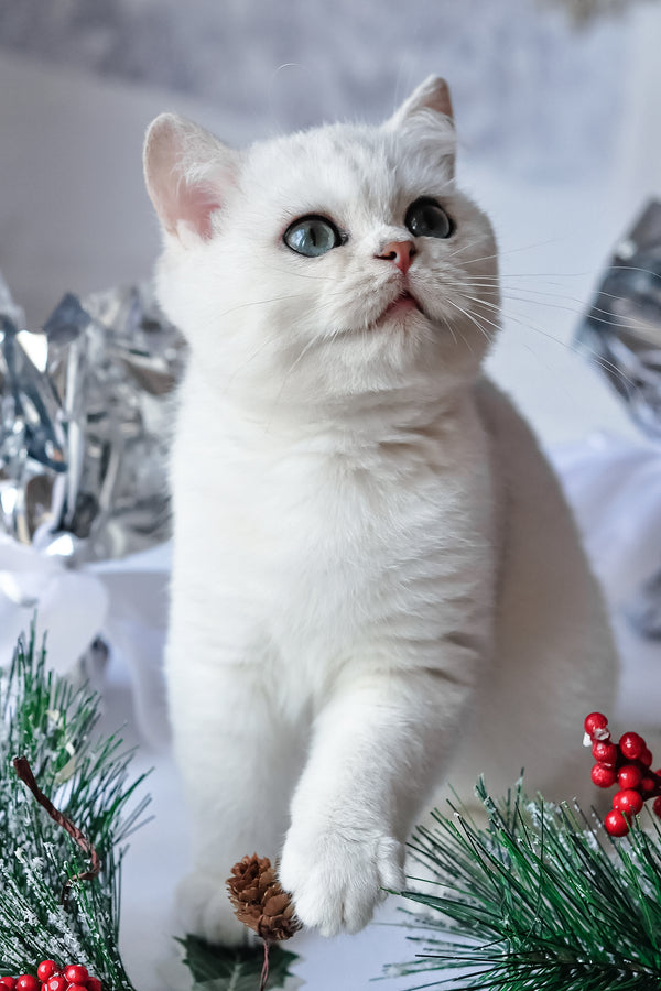 Hugo | British Shorthair Kitten