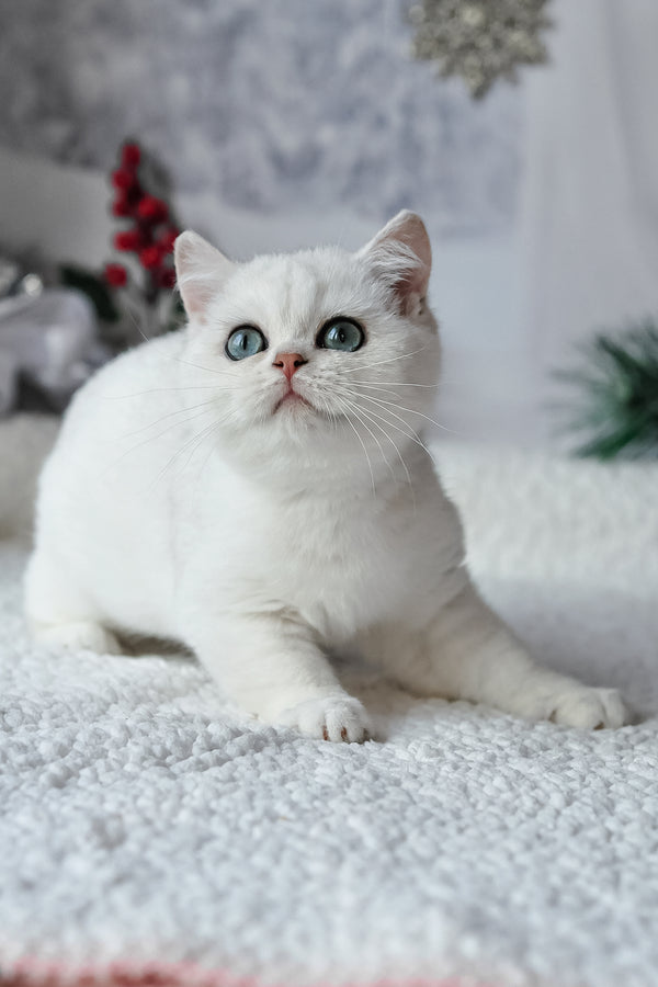Hugo | British Shorthair Kitten
