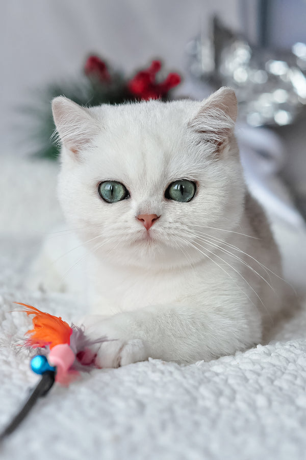 Hugo | British Shorthair Kitten