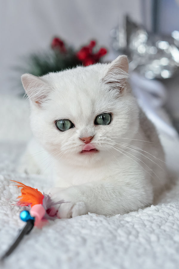 Hugo | British Shorthair Kitten