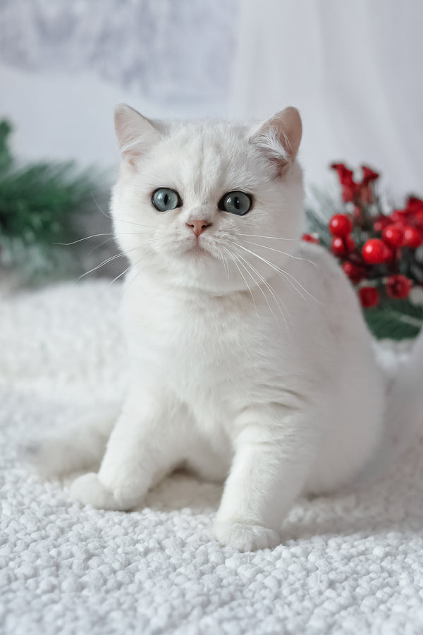 Hugo | British Shorthair Kitten