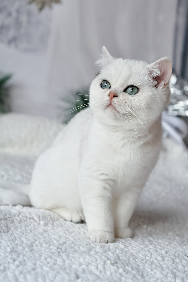 Hugo | British Shorthair Kitten